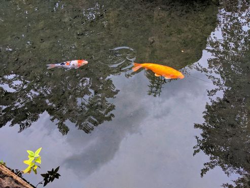 Пруд с карпами кои