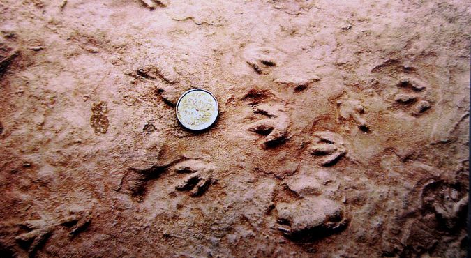 Самые маленькие в мире отпечатки следов динозавров
