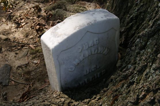 Деревья, поглощающие надгробия