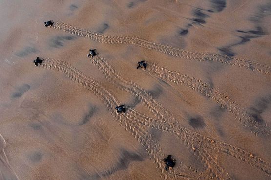 Новорожденные оливковые черепахи пробираются к морю на пляже в восточном индийском штате Одиша