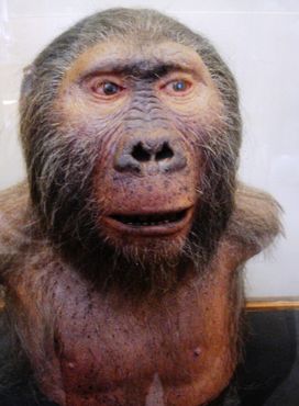 Галерея сравнительной анатомии и палеонтологии