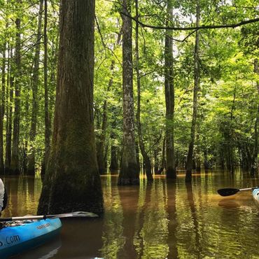 Болота Хани-Айленд