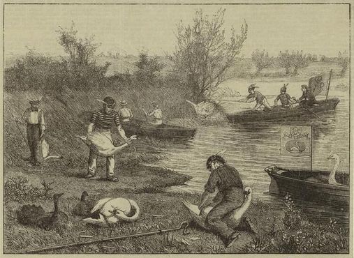 Инвентаризация лебедей на Темзе, 1875 г.