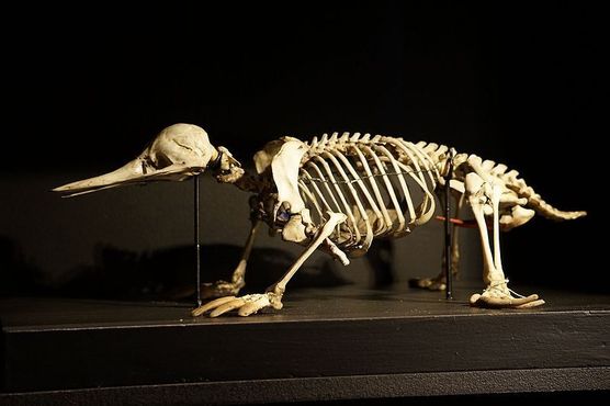 Скелет ехидны, австралийского сумчатого и одного из двух сохранившихся яйцекладущих млекопитающих
