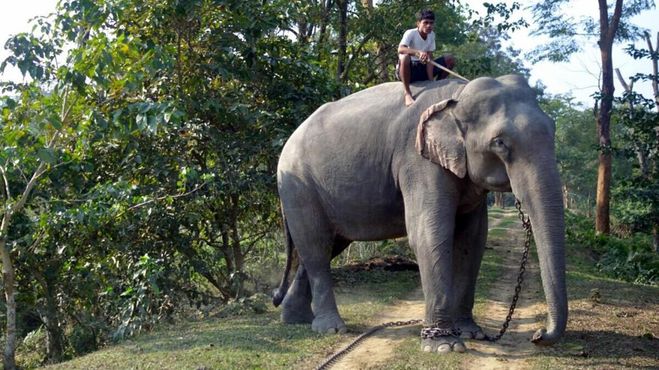 Катание на слоне в Майонге