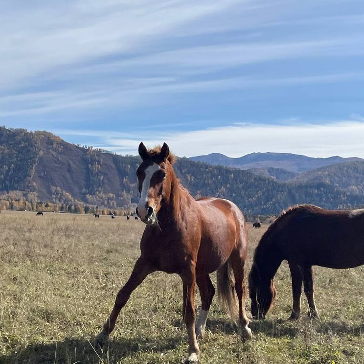 Гостевые домики