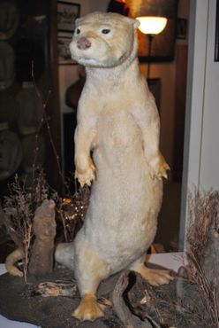 Национальный музей охотничьих собак