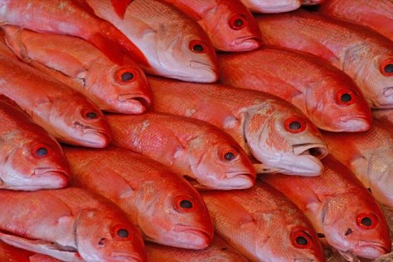 Красный окунь на рыбном рынке Мэн-авеню