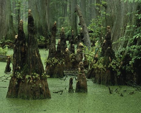 Стволы и дыхательные корни кипарисов на болоте в Иллинойсе. Они выглядят подобно тем, что росли в округе Колумбия 100 тыс. лет назад