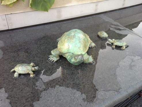 Черепашки в бассейне