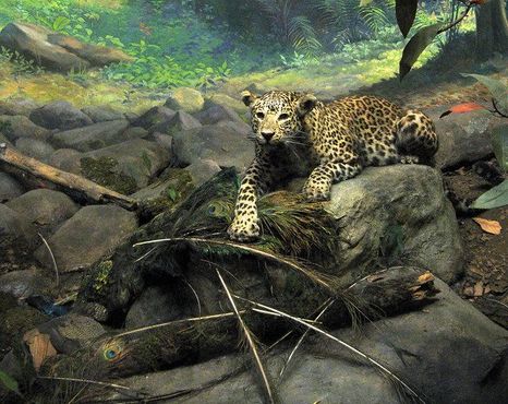 Один из леопардов с добычей