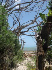 Навес из прибитых к берегу веток на пляже Гигер-Ки