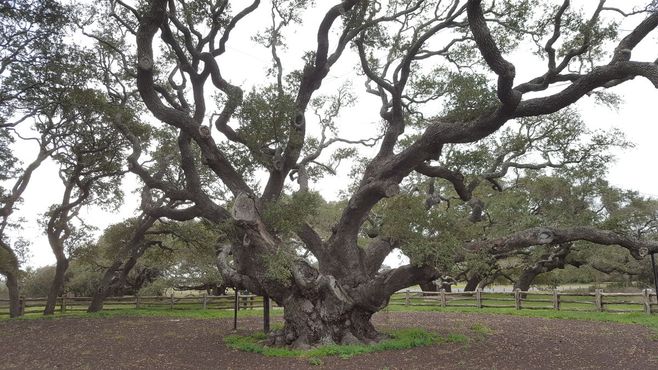 Большое дерево