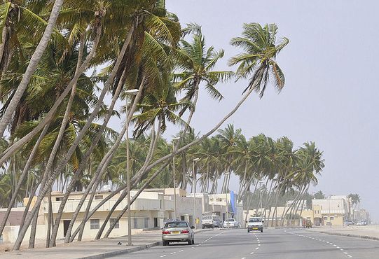 Именно так должна выглядеть кокосовая пальма, государство Оман