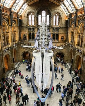 Скелет синего кита свисает с потолка в главном зале