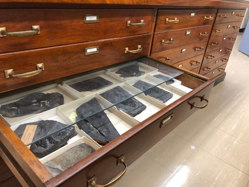 Ящики с окаменелостями в музее