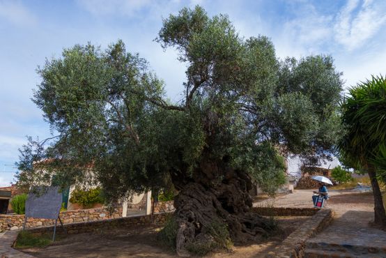 Оливковое дерево Вувеса