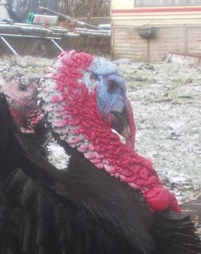 Антиквариат