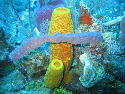 Яркие кораллы на Каймановых островах