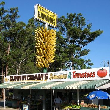 Огромная связка бананов в Кофс Харбор (Wikimedia Commons)