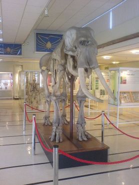 Зоологический музей Коула