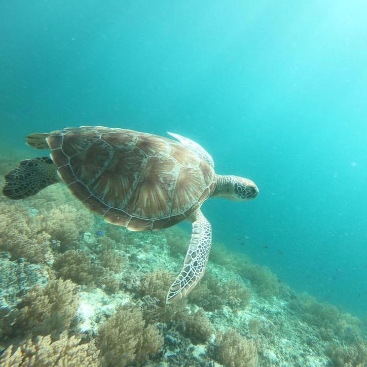 Отели 4*, Бутик-отели, Отели 5*, Бунгало, Виллы