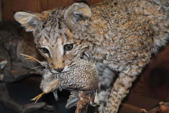 Национальный музей охотничьих собак