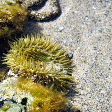 Актинии у подножия башни