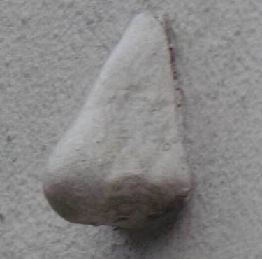 Нос на Энделл-стрит