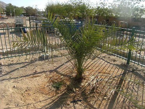 Иудейская финиковая пальма в 2012 году