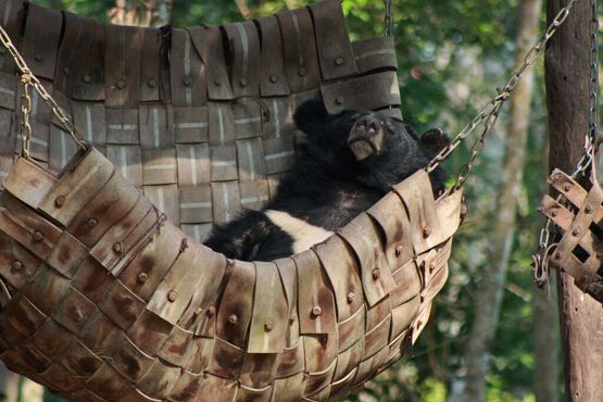 Центр по спасению черных гималайских медведей