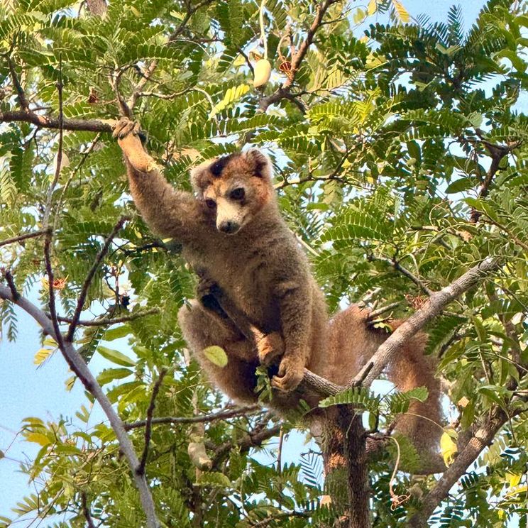 Бутик-отели, Бунгало, Лоджи, Шале