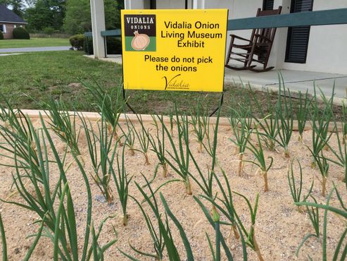 Лук, растущий рядом с музеем