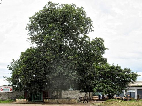 Дерево рабов в Ндоле