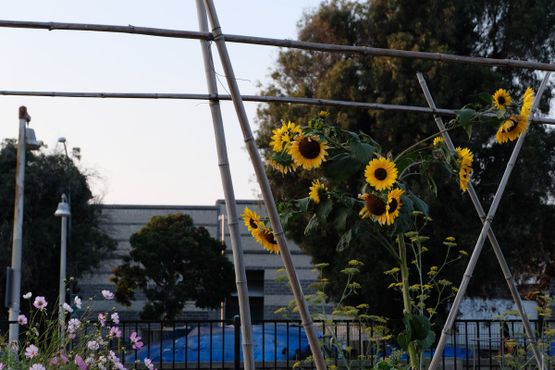 Общественный сад Большого Папочки