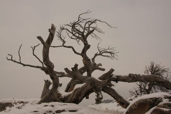 Дерево Бурмиса