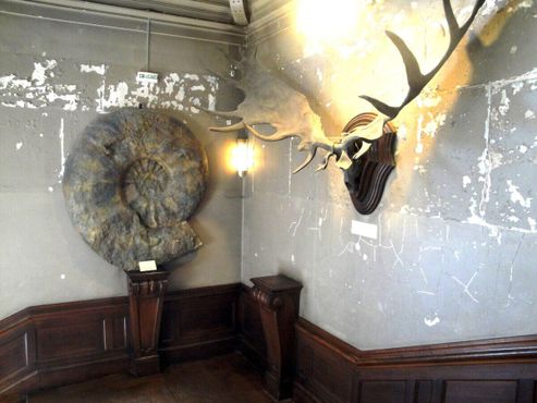 Галерея сравнительной анатомии и палеонтологии