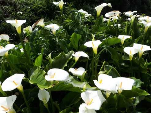 Долина калл