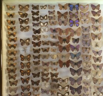 Одна из множества витрин с бабочками Энтомологического музея Дейнтри