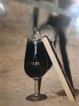 Снимок, сделанный с фотографии мыши, пьющей херес