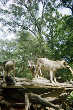 ВОлчий заповедник «Сикрест»