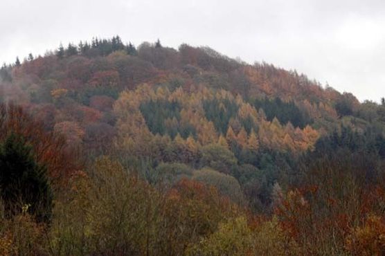 Эта лесопосадка на границе Уэльса между Монмутом и Россом-он-Уай была посажена в 1953 году в честь коронации Елизаветы II