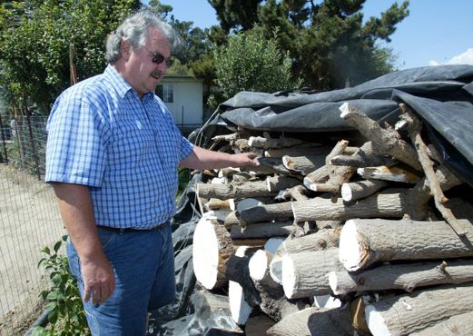 Всё, что осталось от материнского дерева