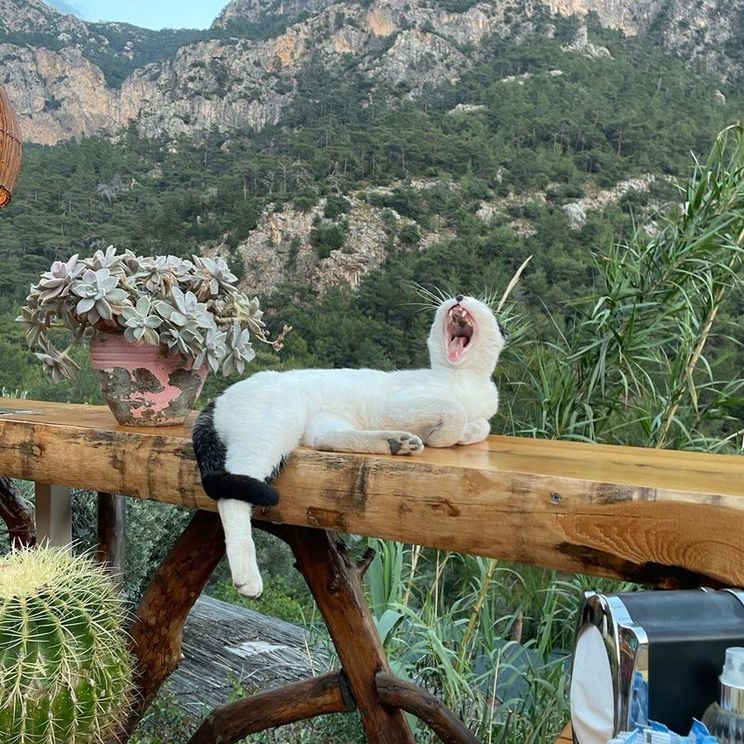 Гостевые домики