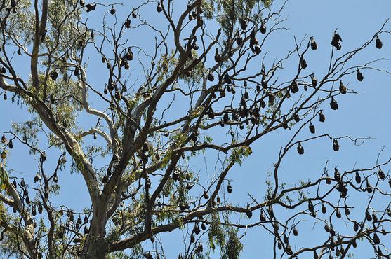 Летучие мыши, гнездящиеся на деревьях на берегах реки Ярра