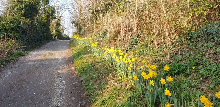 Аллея Нарциссов