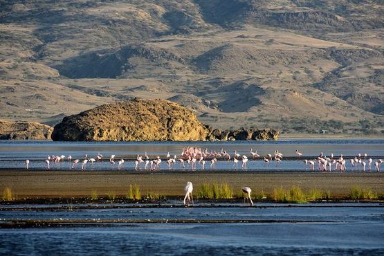 Фламинго на озере Натрон