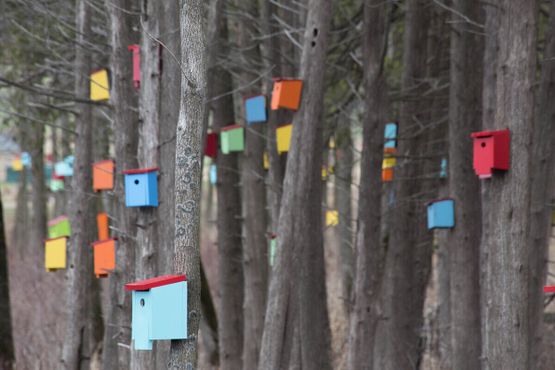 Скворечниковый лес