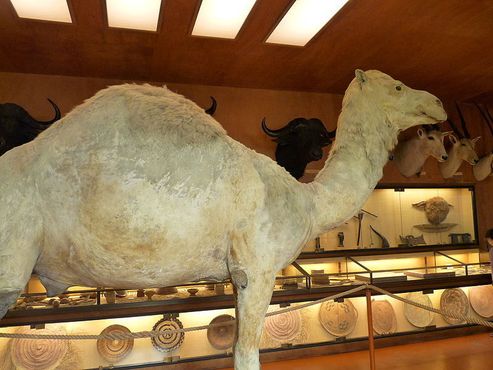 Верблюд Наполеона в Африканском музее Иль-д’Экс