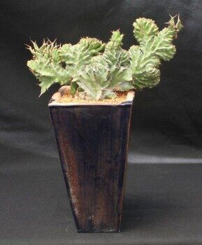 Кактус Euphorbia Zig Zag